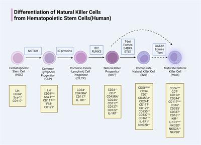 Interleukin signaling in the regulation of natural killer cells biology in breast cancer